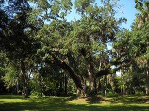 Historic like oak trees at Riverbend Park, Jupiter Historic like oak trees at Riverbend Park, Jupiter