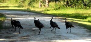 Turkeys cross the trail at Riverbend Park, Jupiter Turkeys cross the trail at Riverbend Park, Jupiter