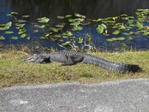 Everglades National Park Shark Valley