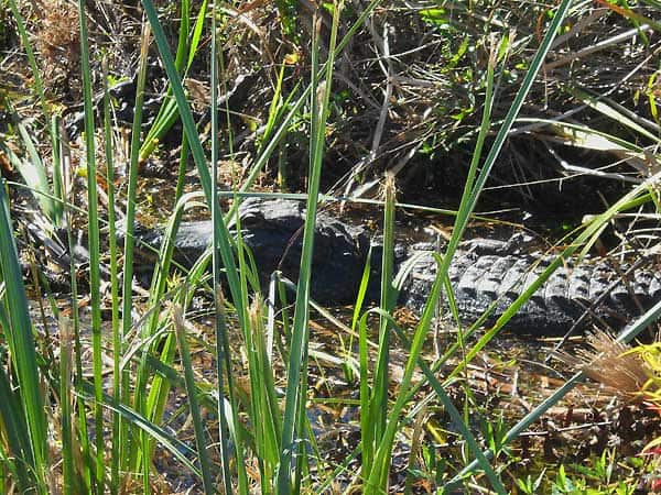 Mother and baby alligators at Everglades National Park at Shark Valley