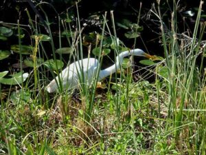 Egret at Everglades National Park at Shark Valley