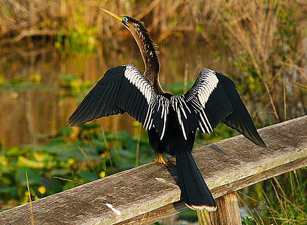Anhinga on Anhinga Trail in the Everglades Anhinga on Anhinga Trail in the Everglades
