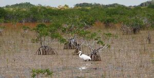 Egret in the Everglades near Flamingo Egret in the Everglades National Park near Flamingo