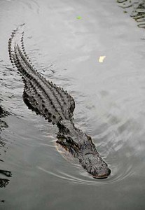 Gator along Anhinga Trail in the Everglades Gator along Anhinga Trail in the Everglades National Park