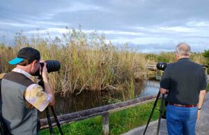 Photographers on Anhinga Trail in the Everglades Photographers on Anhinga Trail in the Everglades National Park