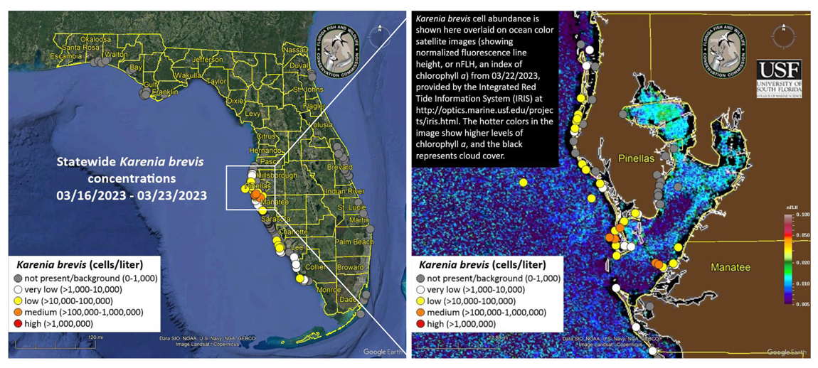 red tide 03 16 23 2023 combo Red tide irritants may return to beaches as wind shifts onshore