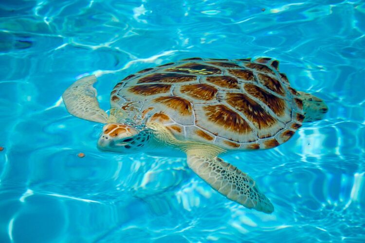 Florida Keys animals: A sea turtle being cared for at the Turtle Hospital in Marathon.  (Photo: Tori Siebecker/Wikimedia.)