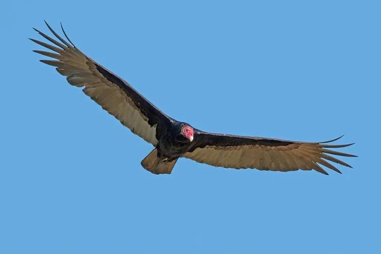 florida keys wildlife 1024px Turkey vulture Cathartes aura in flight 12 Keys animals not to miss and when to see them