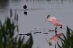 Birds hold court at Wakodahatchee Wetlands & Green Cay 6 green cay roseate spoonbill