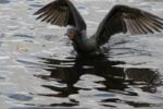 Birds hold court at Wakodahatchee Wetlands & Green Cay 4 Cormorant (note the breeding colors) Photo by Maureen Leong-Kee/Flickr