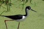 Birds hold court at Wakodahatchee Wetlands & Green Cay 5 Stilt at the Wakodahatchee Wetlands