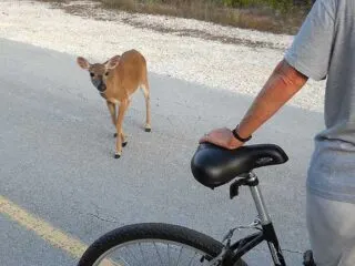 Key deer approaches bike, No Name Key, Forida Keys.