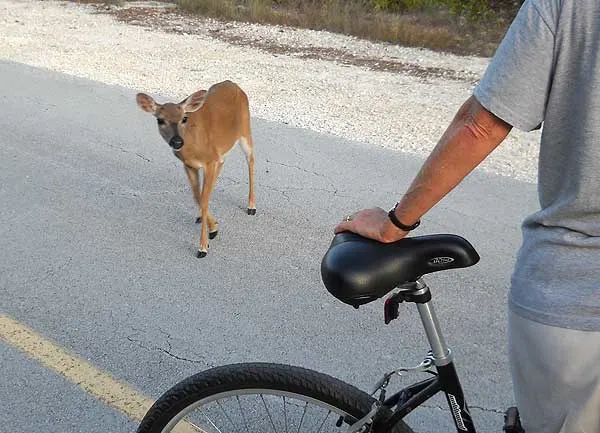 Key deer approaches bike, No Name Key, Forida Keys.
