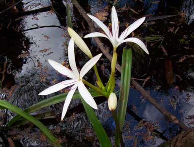 Best kayaking in South Florida: The wild Loxahatchee River in Palm Beach County, where this lily blooms.