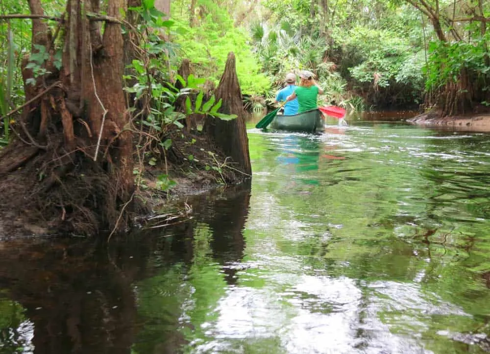 Two weeks after a heavy rain storm, the current was swift kayaking the Loxahatchee River.