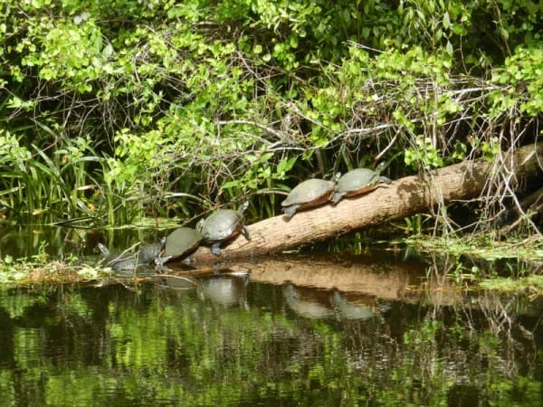 Turtles along the Loxahatchee River, which means river of turtles.