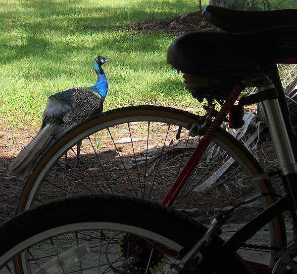 Peacock at Riverbend Park, Jupiter