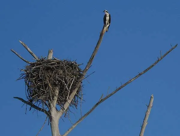 Osprey nest at Lovers Key Fort Myers Beach