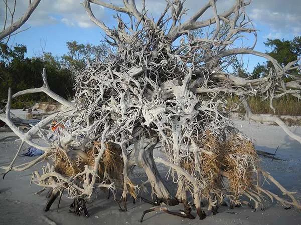 Lovers Key State Park driftwood