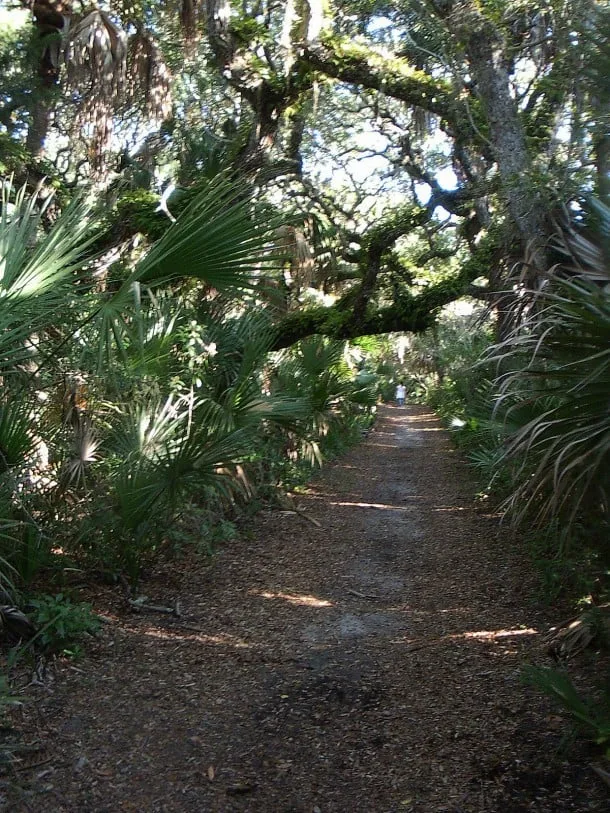 Resurrection fern on limbs of live oak on Castle Windy Trail, Canaveral National Seashore