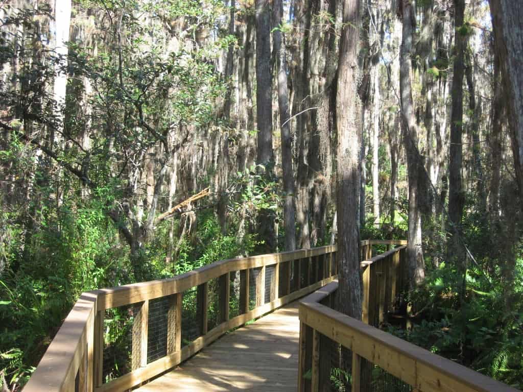 Cypress Swamp Boardwalk at Loxahatchee National Wildlife Refuge