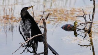 The anhinga is one of nearly 260 species of birds in the refuge.
