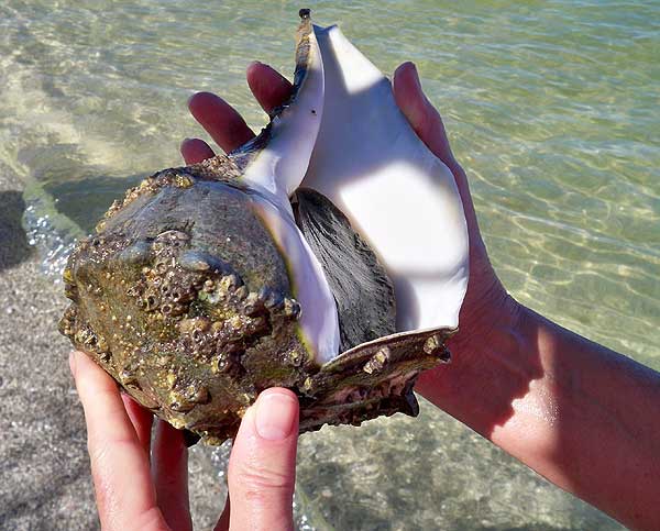 We found a live conch in the clear shallow waters along the Cayo Costa State Park beach. (Photo: Bonnie Gross)