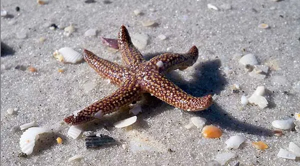 Starfish on Cayo Costa island