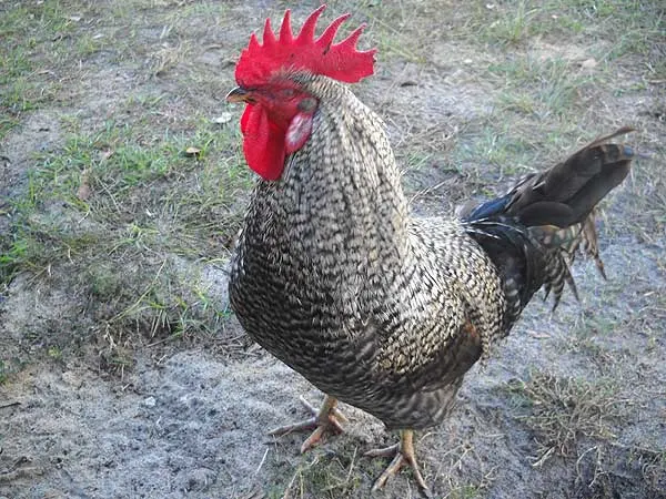 Rooster at Henscratch Farms, right off the Florida Cracker Trail in Lake Placid. (Photo: Bonnie Gross)