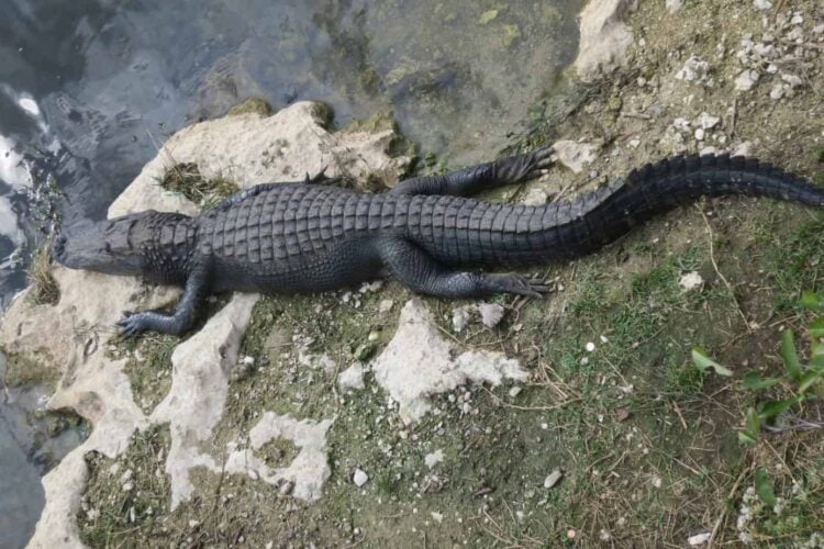 Tamiami Trail: Scenic drive exploring Everglades 5 Alligator viewed from boardwalk at the Big Cypress Visitor Center along the Tamiami Trail.