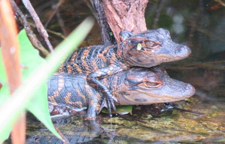 Tamiami Trail: Scenic drive exploring Everglades 2 Baby alligators were visible from the paved walkway at Shark Valley area of Everglades National Park, located along the Tamiami Trail.