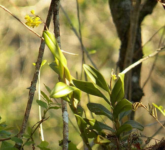 Corkscrew Swamp Sanctuary Naples star orchid
