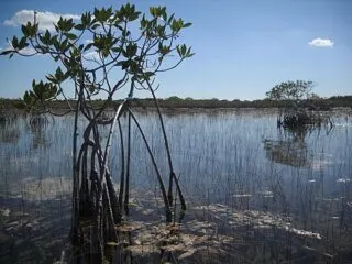 The view along Everglades National Park Nine Mile Pond canoe trail