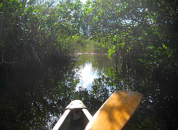 Mangrove tunnel along Everglades National Park Nine Mile Pond canoe trail