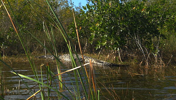Crocodile along Everglades National Park Nine Mile Pond canoe trail