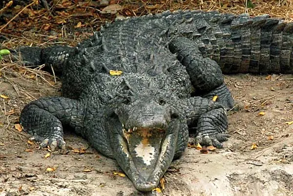 Crocodile near Flamingo in the Everglades
