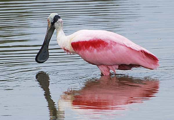 Roseate Spoonbill at Eco-Pond in the Everglades