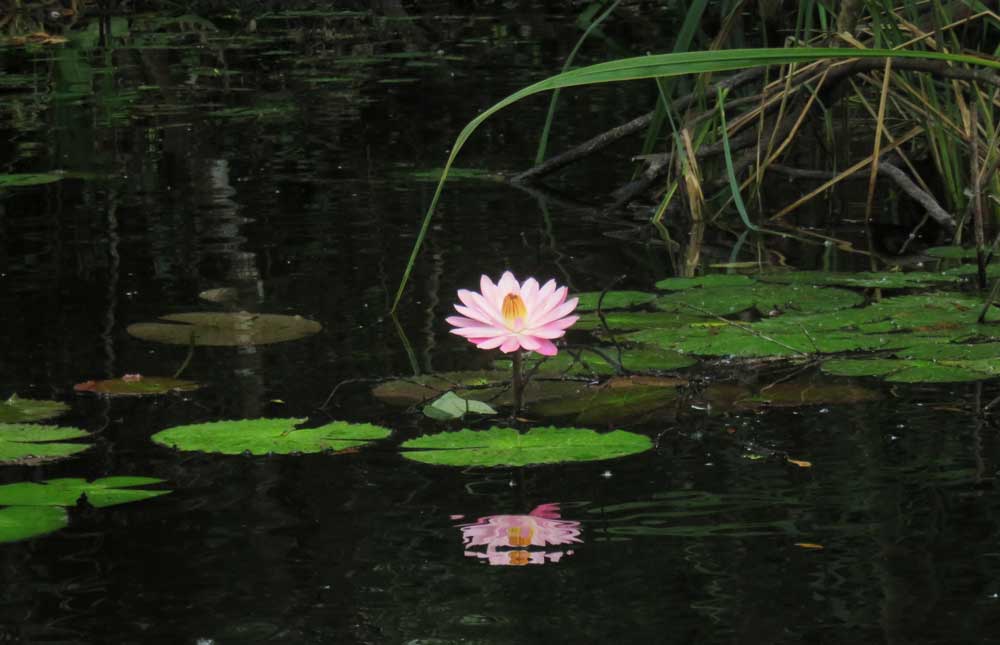 A pink water lily along the Turner River in Big Cypress National Preserve off the Tamiami Trail. (Photo: Bonnie Gross)