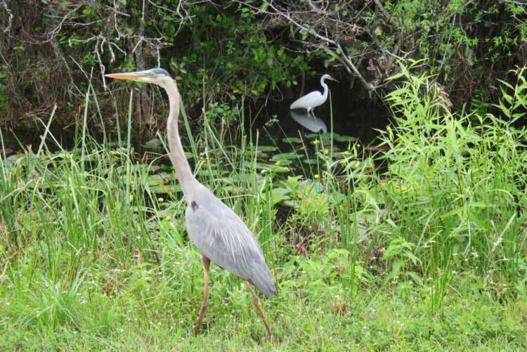 Along the Tamiami Trail: Great blue heron and a great white egret at Shark Valley entrance to Everglades National Park. (Photo: Bonnie Gross)