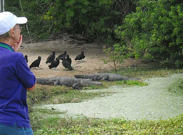 Alligators and vultures at Grassy Waters Preserve in West Palm Beach