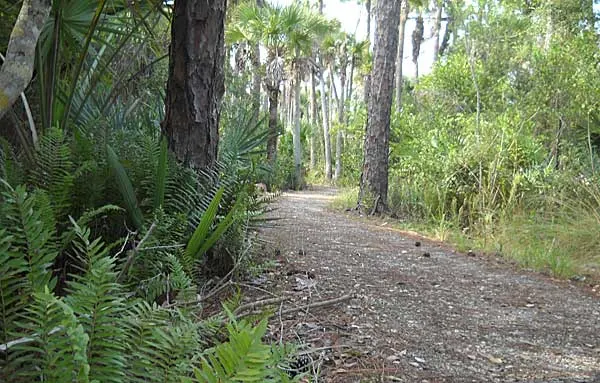 Trail at Sunset at Grassy Waters Preserve in West Palm Beach