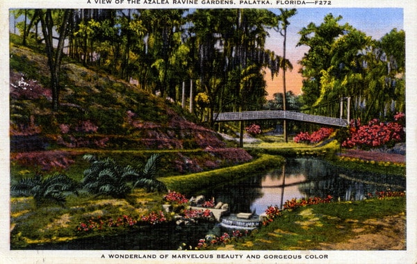 Florida botanical gardens were often favorite postcards to send back up north. This is Ravine Gardens State Park in Palatka