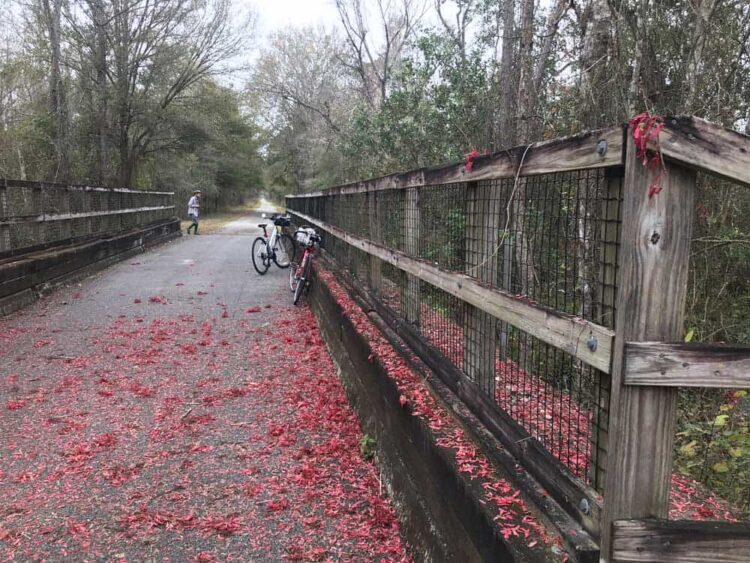The seeds of a Florida native red maple tree decorated one of the bridges on the Van Fleet State Trail on our February ride. (Photo: Bonnie Gross)