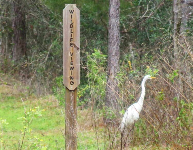 On the Van Fleet State Trail, this sign is well placed: Pausing here, we saw a snowy egret, an alligator and a raccoon. (Photo: David Blasco)
