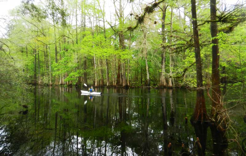 Cypress trees leafing out in spring make the Withlacoochee River a world of intense greens.