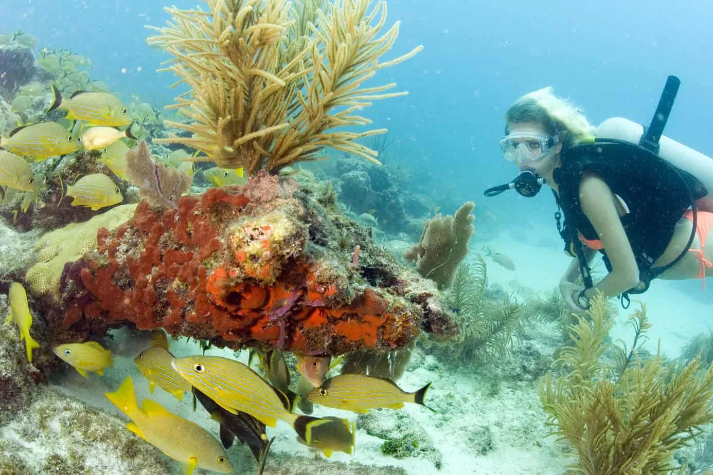 Diver explores coral reef