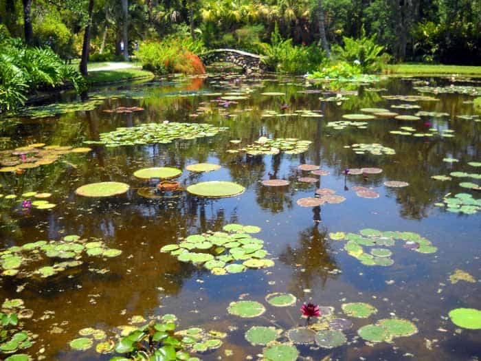 Water lily pond at McKee Botanical Garden, Vero Beach