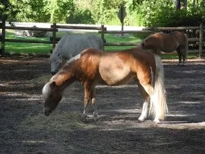 Pony Rides at the Triple-Circle-D Ranch