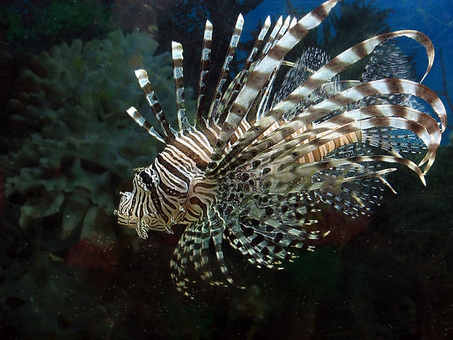 Lionfish by Gustavo Duran via Flickr