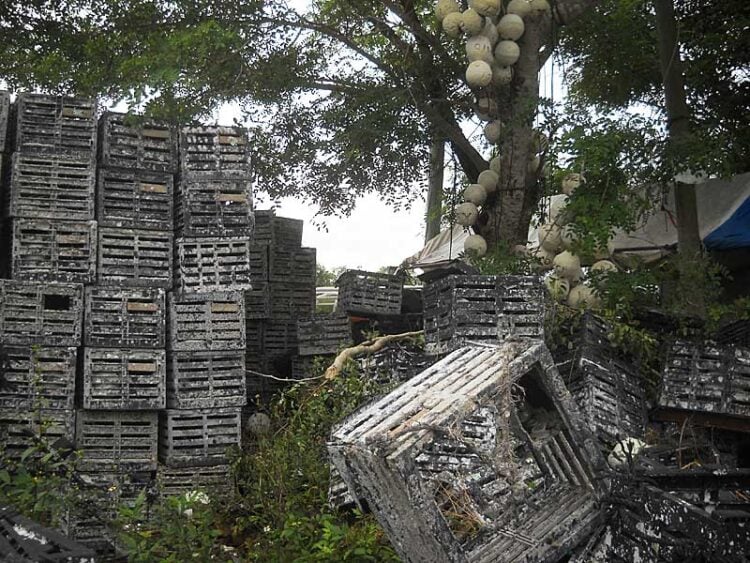 Florida stone crabs season opens; historic Everglades City celebrates 4 Florida stone crab traps in Everglades City.